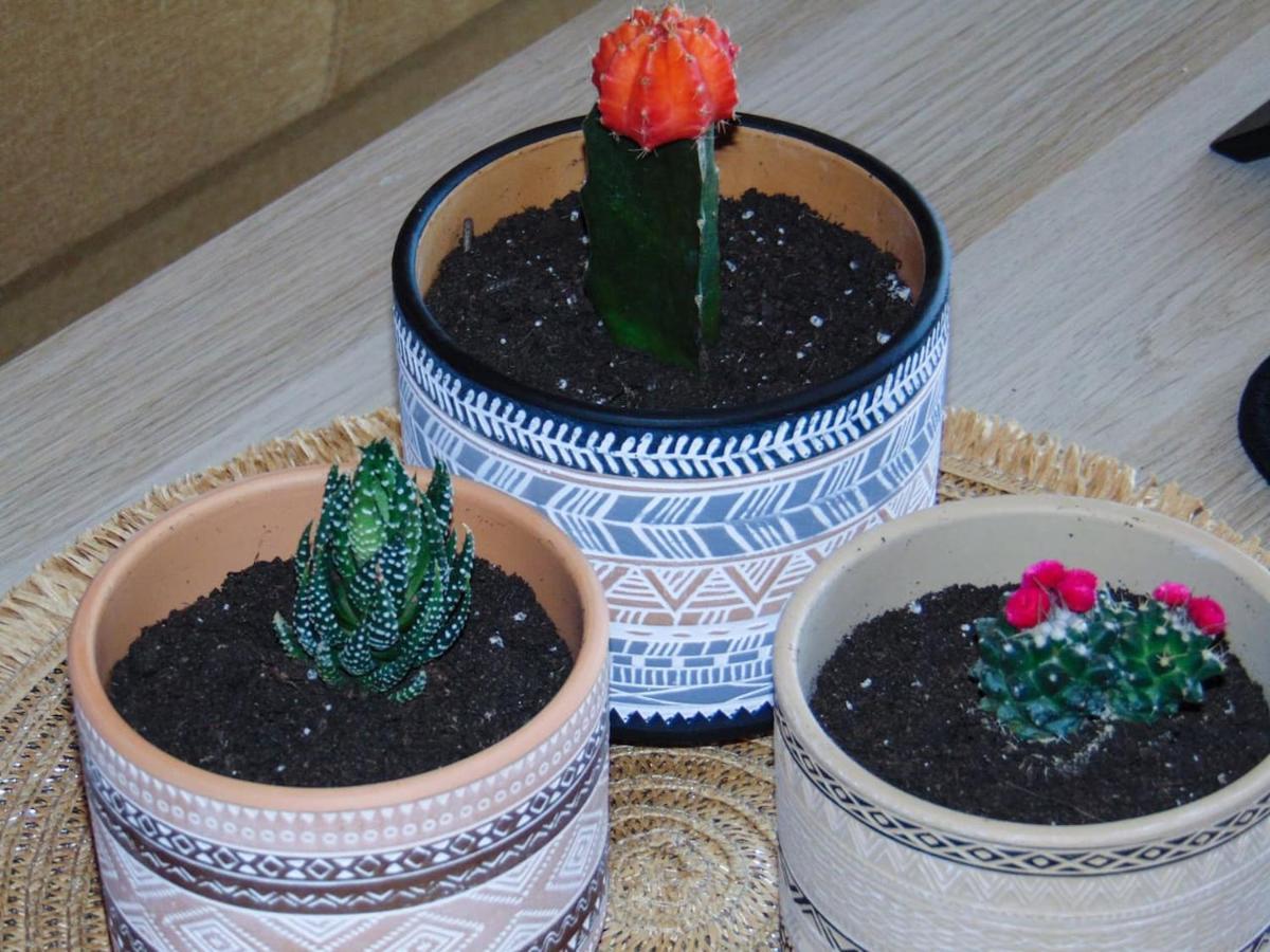 The Orange Cactus Sparta Exterior photo